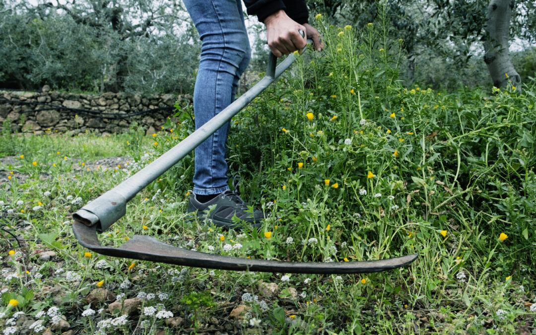 Humanity’s Oldest Gardening Tools: A Brief History