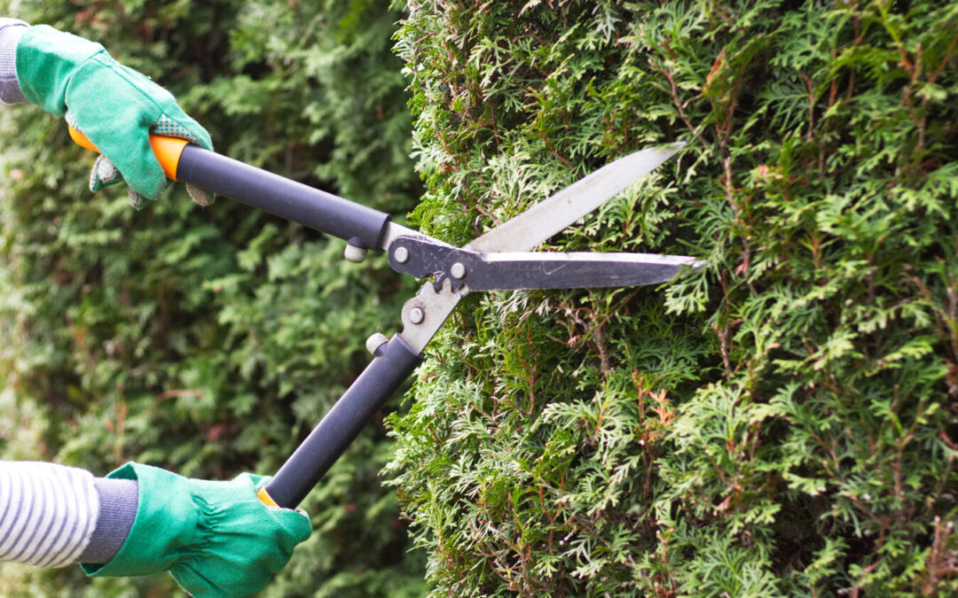 From Ladders To Shears: Small Equipment Hire Essentials